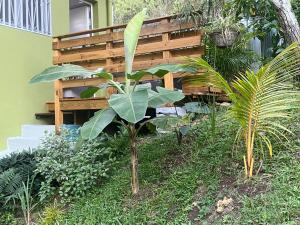 a garden with a banana tree in front of a building at L'isménia, Le Loft in Le Gosier