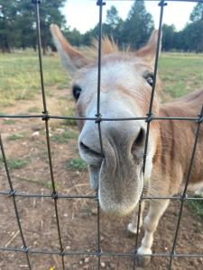 a donkey is looking through a wire fence at Mountain Cabin with Hot Tub in Flagstaff