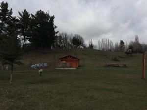 een schaap in een veld met as op een heuvel bij Rancho Saeta in Villarrica