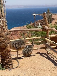 two birds standing next to a fence with the ocean at Mannam desert dome in Dahab +6 photos