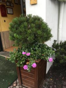 Zahrada ubytování Meuble Villa Neve