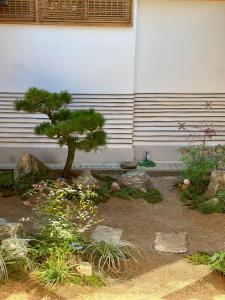 a small pine tree in a garden in front of a building at seoul hanok stay moonee in Seoul +76 photos