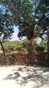 un albero davanti a un recinto con un albero di HIGSAM apartment a Diani Beach Altre 9 foto