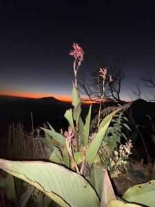 una planta con flores rosas en la cima de una montaña en Kanatal Stay, en Kanatal