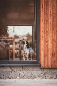 a dog standing in a window of a building at Rycerki Dom na Szlaku in Rajcza