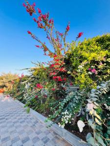 Ảnh trong thư viện ảnh của ABUCHO Holiday Homes - Ras Al Khaimah UAE ở Ras al Khaimah