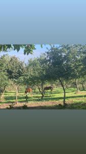eine Gruppe von Pferden, die auf einem Feld mit Bäumen weiden in der Unterkunft AL Castello in Melfi + 1 Foto