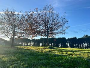 duas árvores num campo com relva verde em Quinta da Runa by Tiny Away em Bagunte