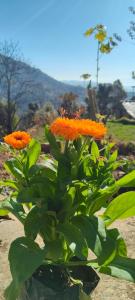 un bouquet di fiori d'arancio in un vaso di Patwal Home Stay a Dwārāhāt