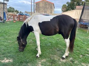 Zvířata v prázdninového domu nebo okolí