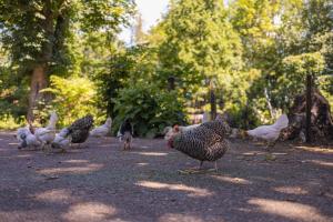Afbeelding uit fotogalerij van De Cabin van Groenland in 't Zand