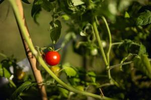 Afbeelding uit fotogalerij van De Cabin van Groenland in 't Zand