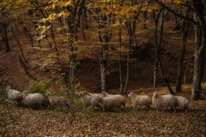 Άλλα ζώα σε αυτό το ξενοδοχείο ή στη γύρω περιοχή +35 φωτογραφίες
