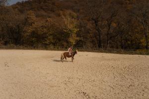 Άλλα ζώα σε αυτό το ξενοδοχείο ή στη γύρω περιοχή