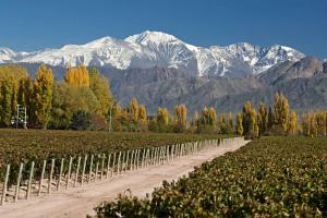 a dirt road through a vineyard with mountains in the background at El Estudio in Villa Marini