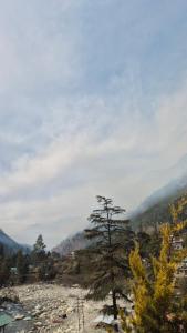a tree in the middle of a field with mountains at Ravers point in Kasol