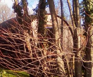 " village tonneaux de tirpoil " في Montilliers: شجرة بدون أوراق أمام المنزل