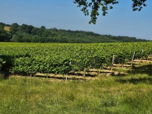 a vineyard with a field of green vines at Maison de vacances au milieu des vignes in Cazaubon