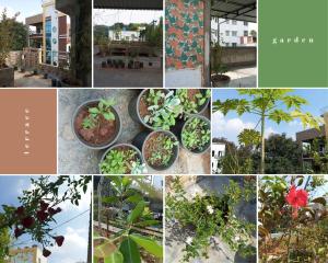 a collage of photos of plants in pots at EnDai House - Kalyanpuri, Uppal in Hyderabad