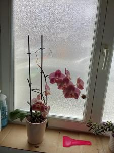 a vase of flowers sitting on a window sill at Noël centre Lille in Lille