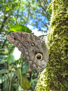 Billede fra billedgalleriet på Casa Mandarina-Lush riverside cloud forest home- walk to town i Mindo