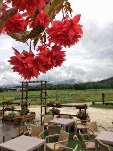 a bunch of red flowers hanging from a tree at Agriturismo San Floreano in Buia