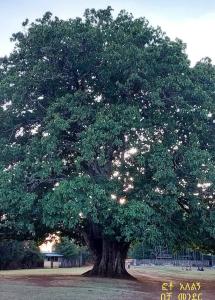 un gran árbol en medio de un campo en Atsede assefa, en Dire Daua