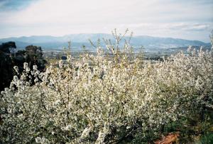 a tree with white flowers in the foreground at Casa Entre Serras in Donas
