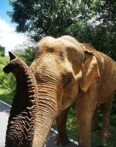 Άλλα ζώα σε αυτός ο ξενώνας ή στη γύρω περιοχή