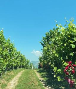 a dirt road in a vineyard with roses at Villa Rusi in Shirgjan +8 photos