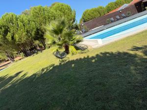 palma nell'erba accanto a una piscina di Green Gold Passion a Santo Estêvão