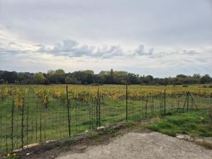Φωτογραφία από το άλμπουμ του Maison au cœur des vignes σε Montagne