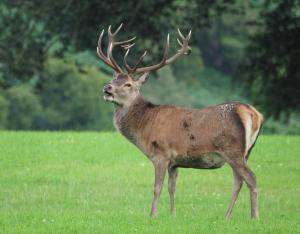 Άλλα ζώα σε αυτή η παραθεριστική κατοικία ή στη γύρω περιοχή
