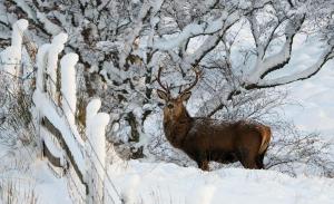 Άλλα ζώα σε αυτή η παραθεριστική κατοικία ή στη γύρω περιοχή
