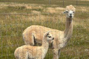 Άλλα ζώα σε αυτή η παραθεριστική κατοικία ή στη γύρω περιοχή