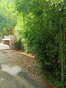 a large green bush next to a sidewalk at Das Kleine Nest in Villa General Belgrano