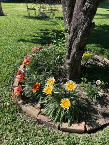 una cama de flores alrededor de un árbol en un parque en Bungalows El Amanecer, en Colón