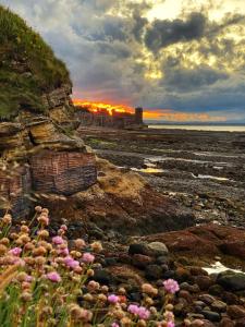 a group of flowers on a rocky beach with the ocean at Holmlea Cottage in Freuchie +17 photos
