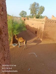Φωτογραφία από το άλμπουμ του Daraa Valley House σε Mhamid
