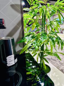 Κήπος έξω από το Elif Plaza hotel toshkent