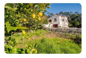 a lemon tree in front of a white house at Casa na Floresta in Figueira da Foz