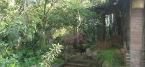 a black cat standing in a garden near a building at Estância do atash in Santa Leopoldina