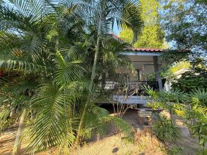 eine Palme vor einem Haus in der Unterkunft Serene Jungle Stay House-Very Central- in Ko Phangan + 7 Fotos