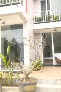 a potted plant in a pot in front of a building at Hiên's Homestay in Kon Rung (1)