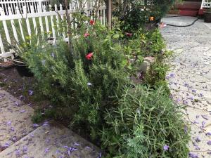 The Corner Suite في نورووك: حديقة فيها ورد وسياج ابيض