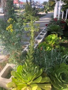 The Corner Suite في نورووك: زرع وسط حديقة