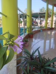 Κήπος έξω από το Morning Mist Home stay