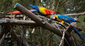 due pappagalli colorati seduti su un ramo di un albero di SPOT ON 90536 Bens Maju Foreststay ad Ayer Keroh Altre 15 foto