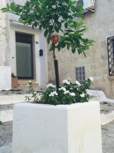 オーリアにあるLa Corte del Reの白い花の植木