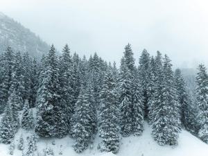un gruppo di alberi ricoperti di neve su una montagna di NEW Hotel Kristberg in Lech - new opening since December 2025 a Lech am Arlberg Altre 61 foto